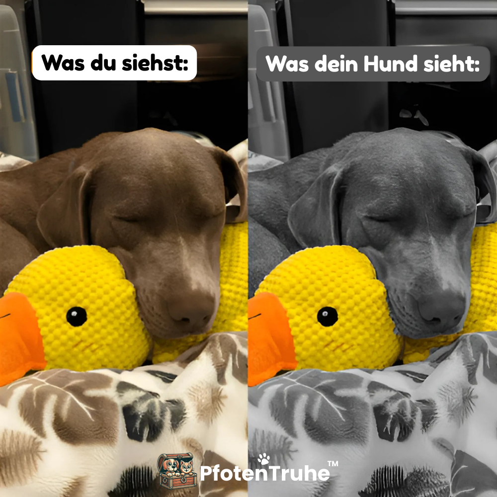 PfotenTruhe® Anti-Stress-Ente